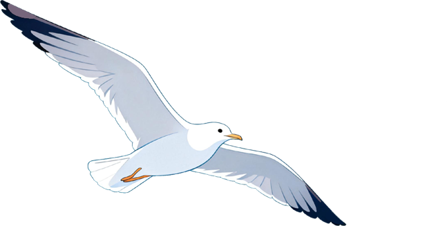 海鸥